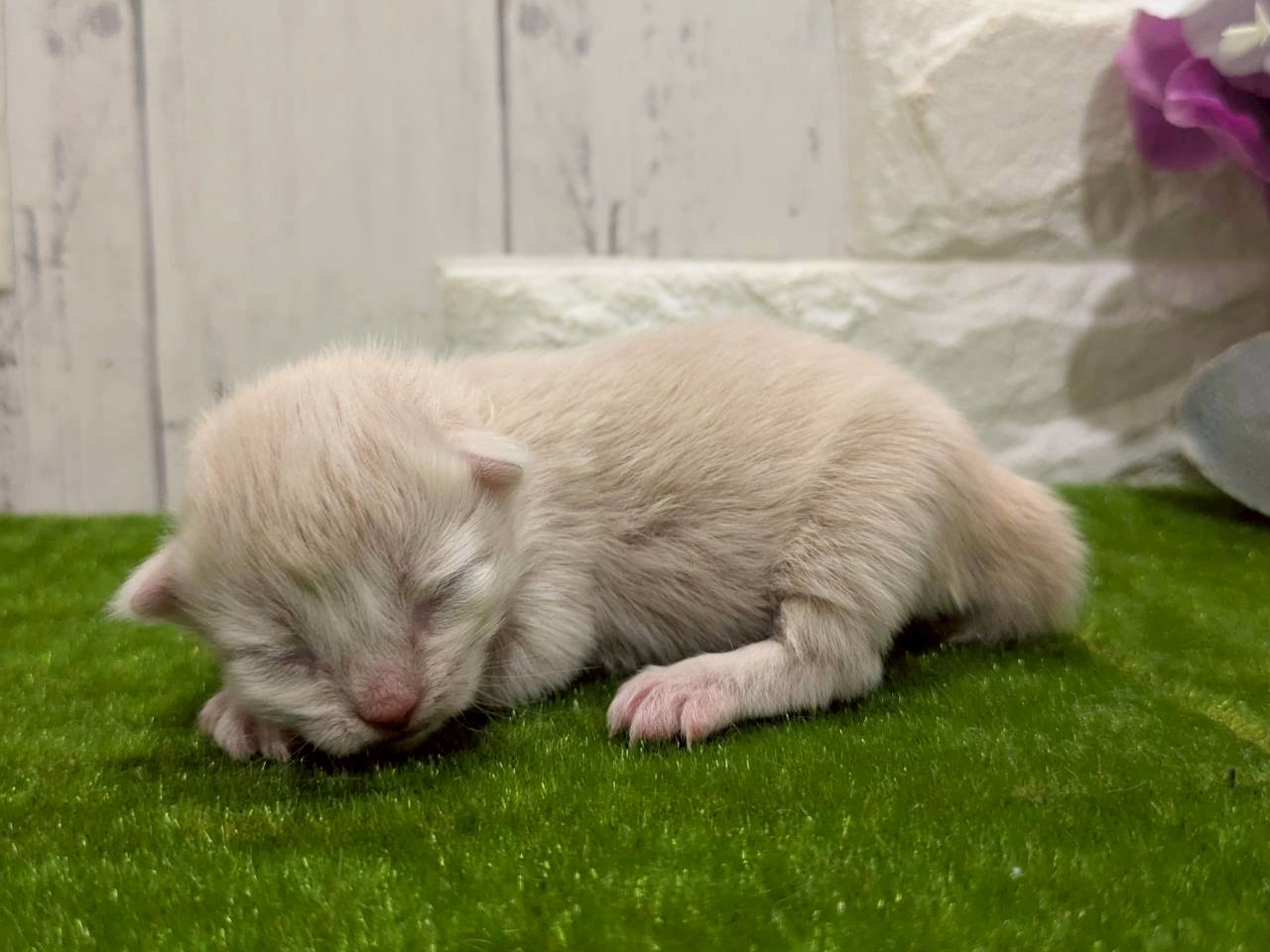 赤ちゃん写真1-2