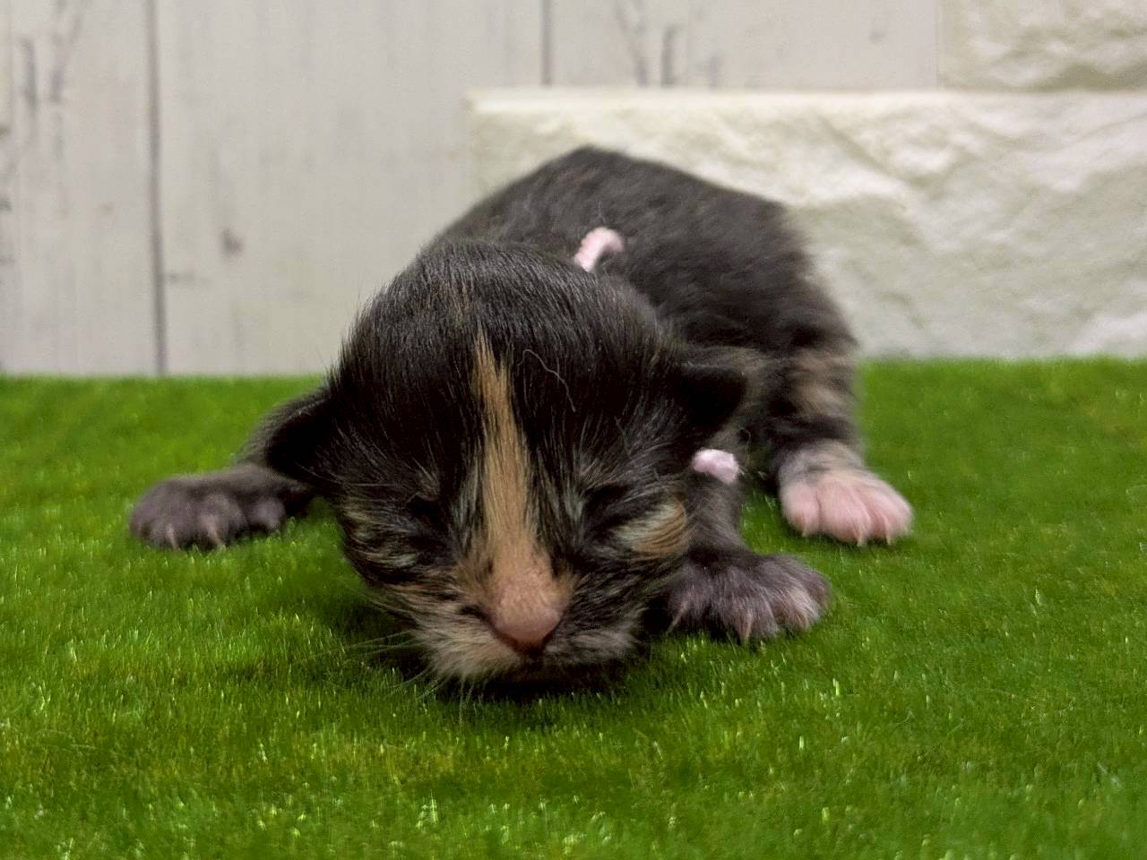 赤ちゃん写真1-1