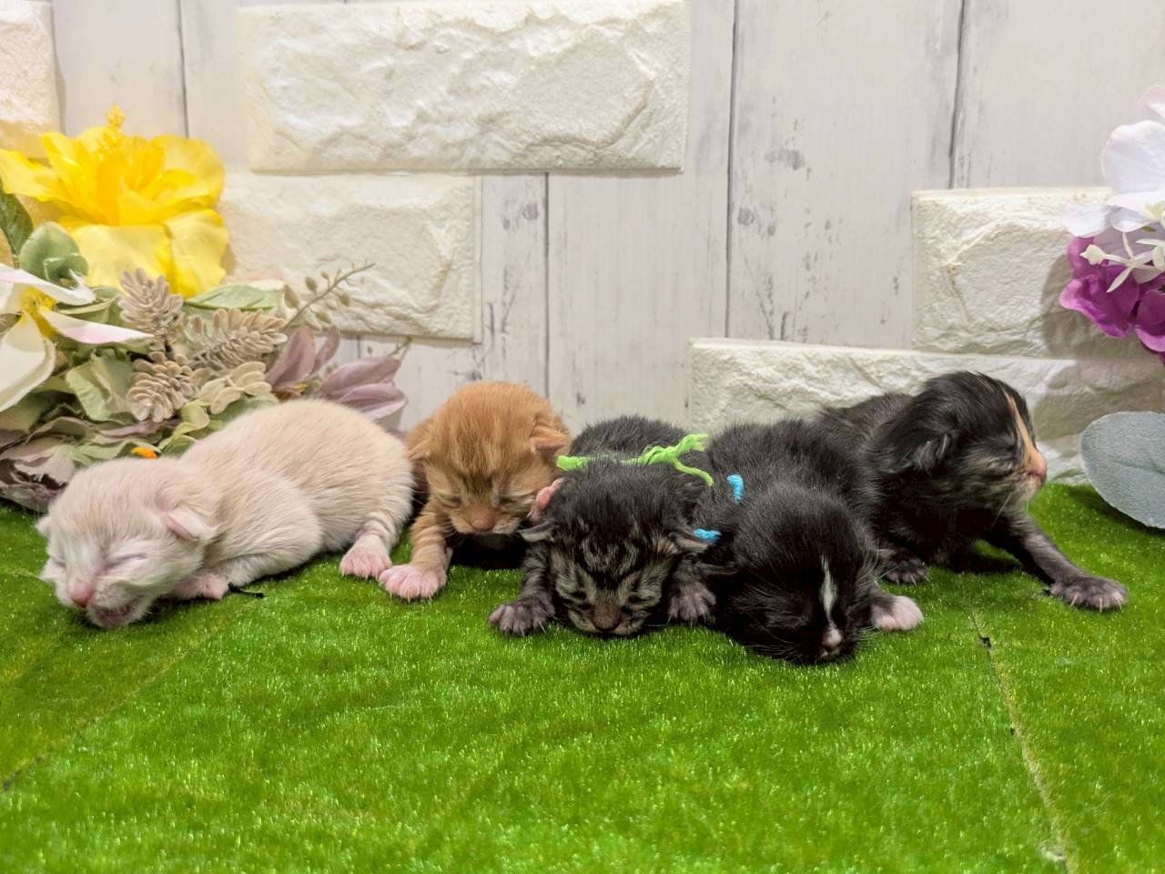 赤ちゃん写真1-3
