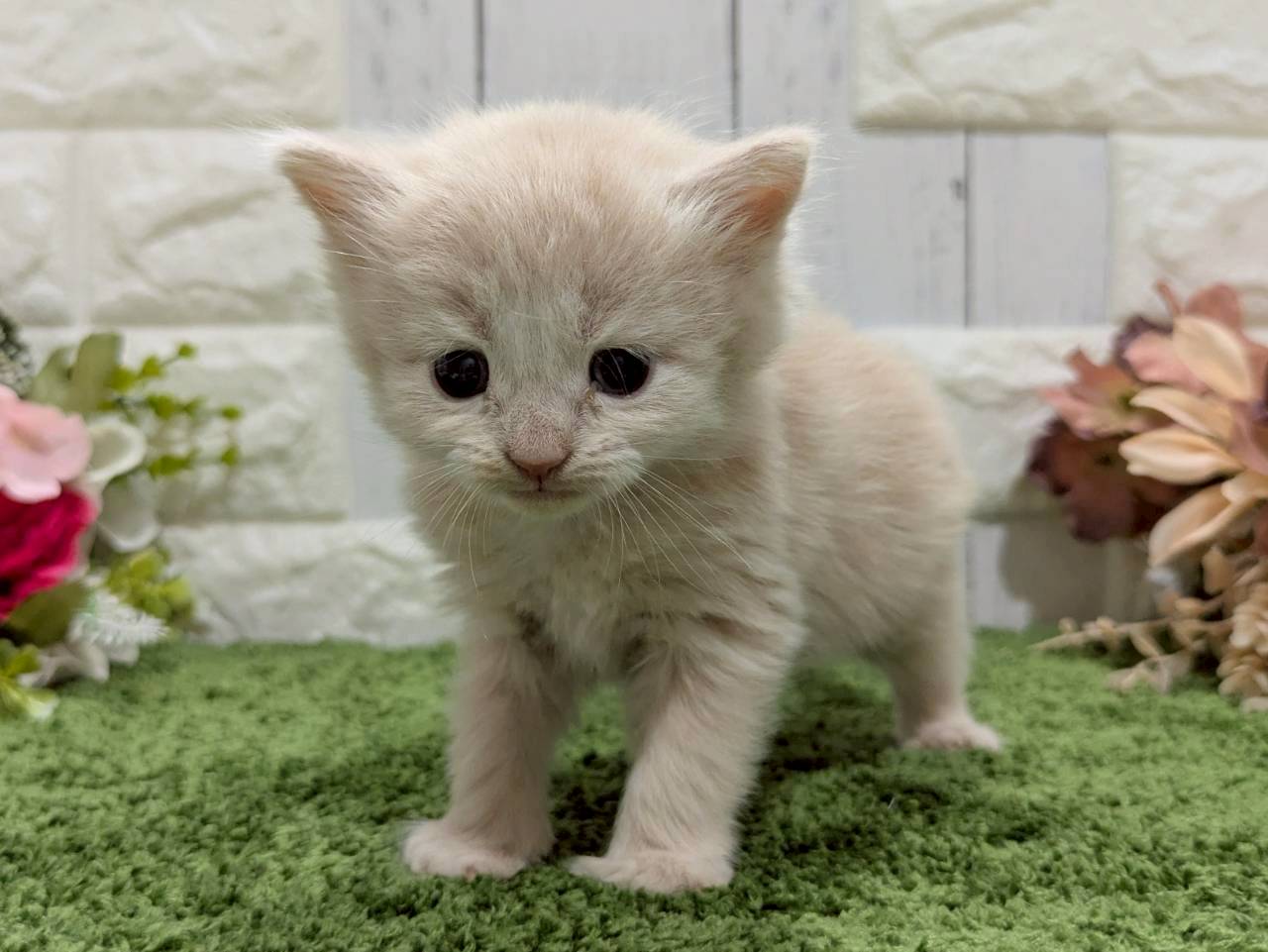 赤ちゃん写真2-1