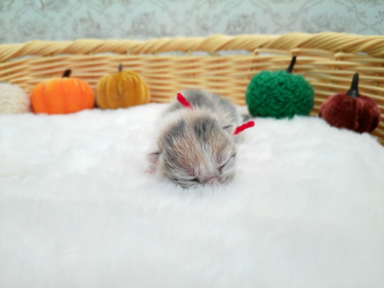 ブリティッシュショートヘアー