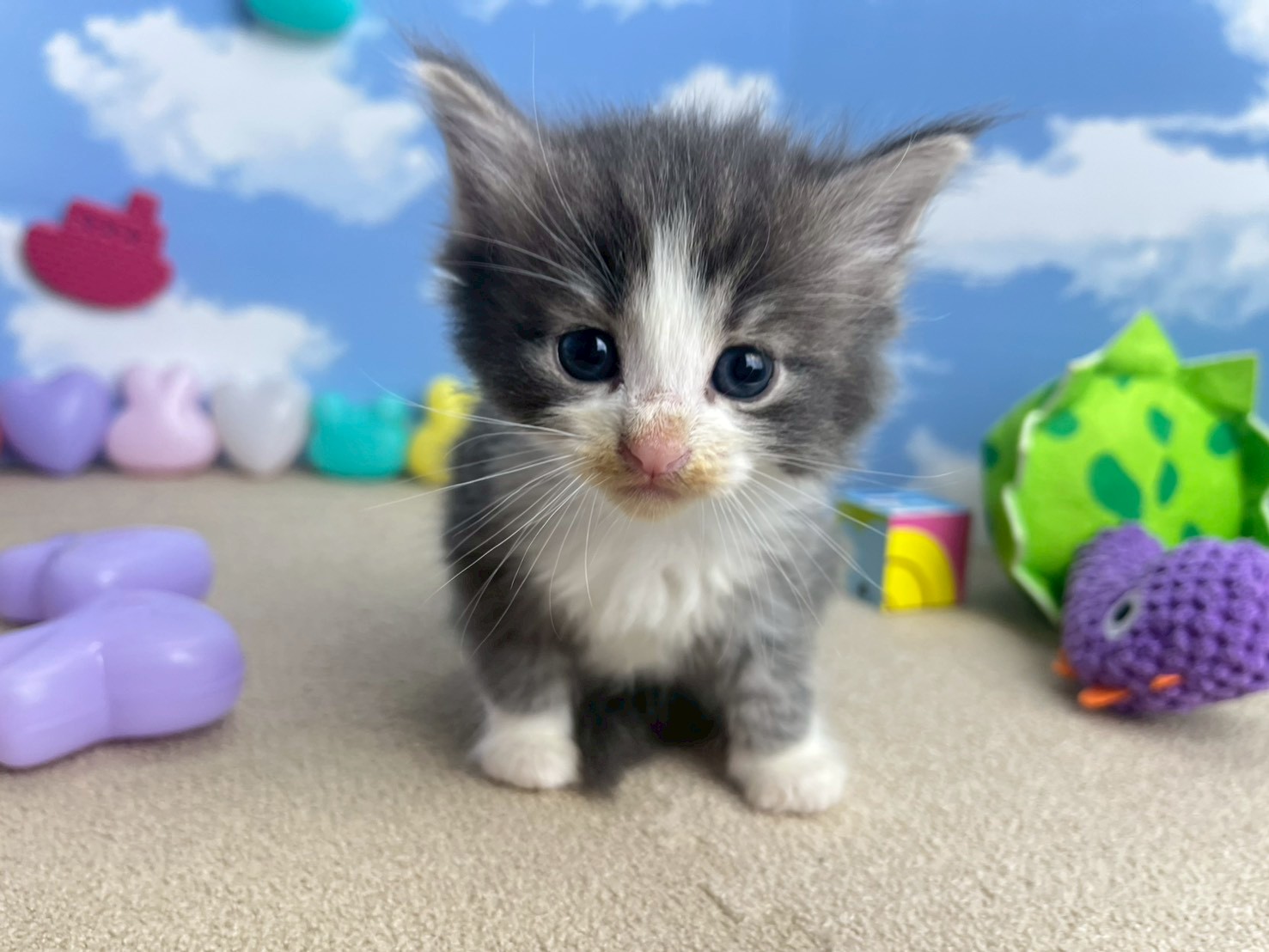 ノルウェージャン・フォレストキャット