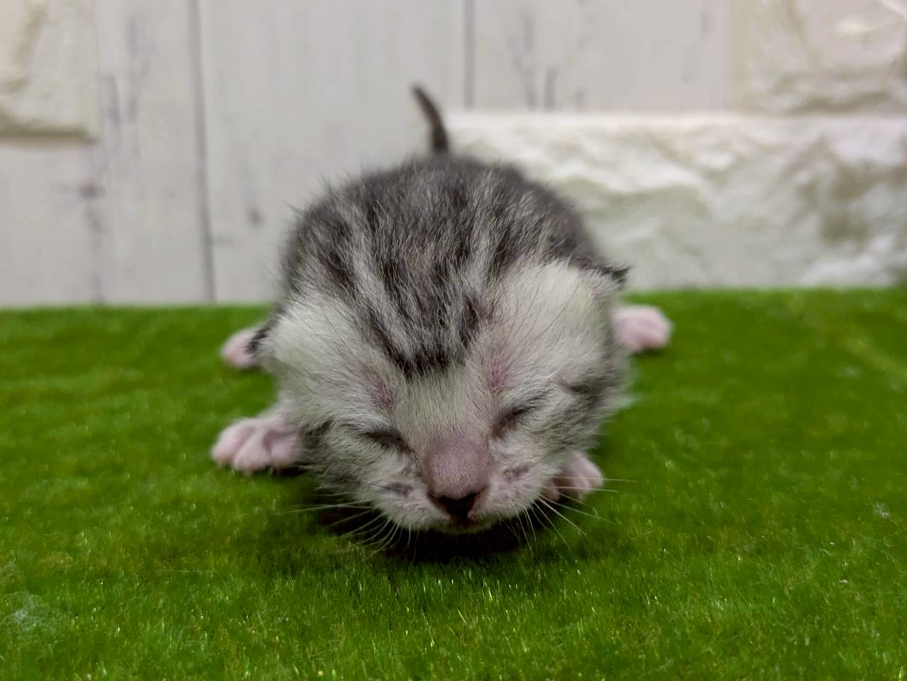 赤ちゃん写真1-1