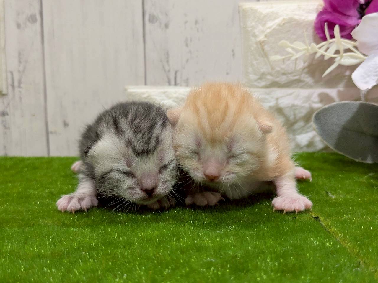 赤ちゃん写真1-3