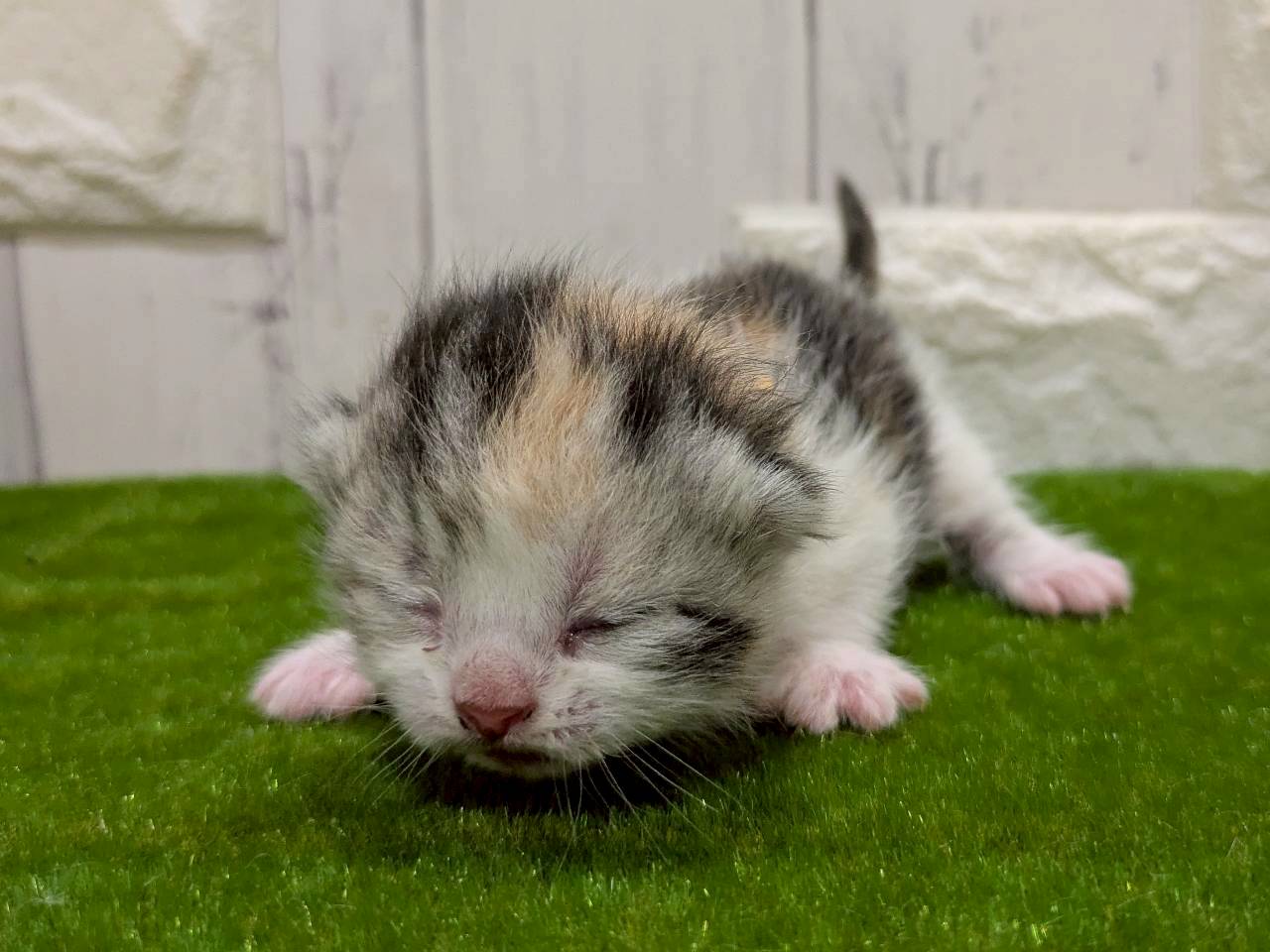赤ちゃん写真1-1