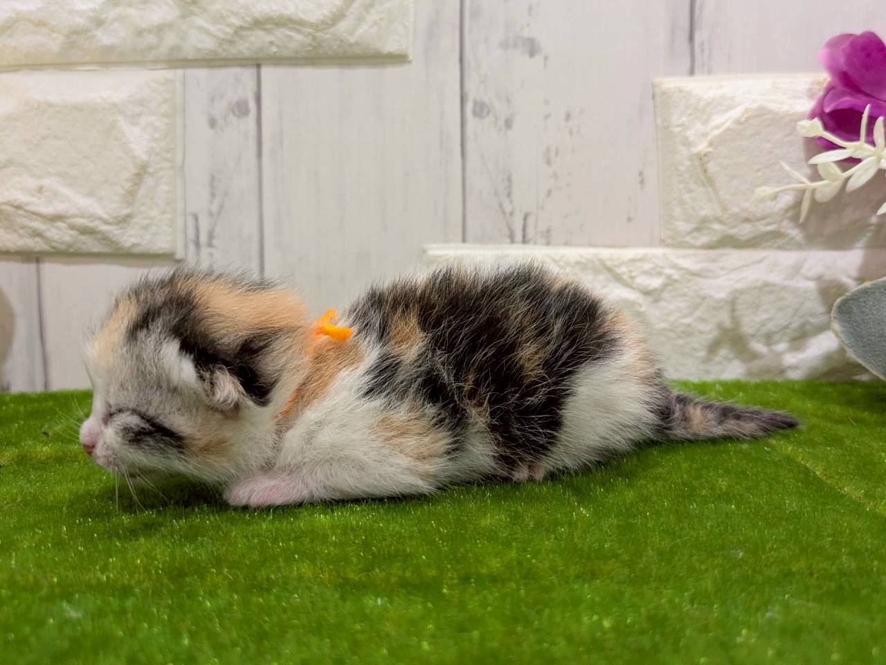 赤ちゃん写真1-2