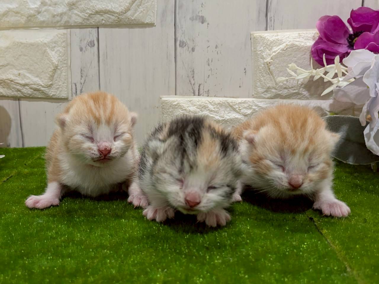 赤ちゃん写真1-3