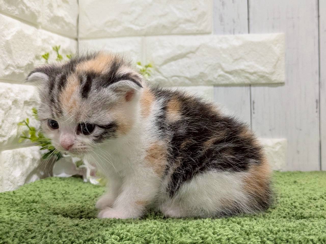 赤ちゃん写真2-2