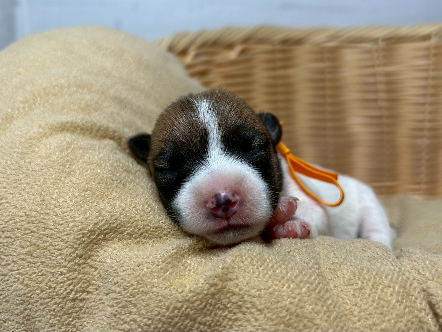 赤ちゃん写真1-1