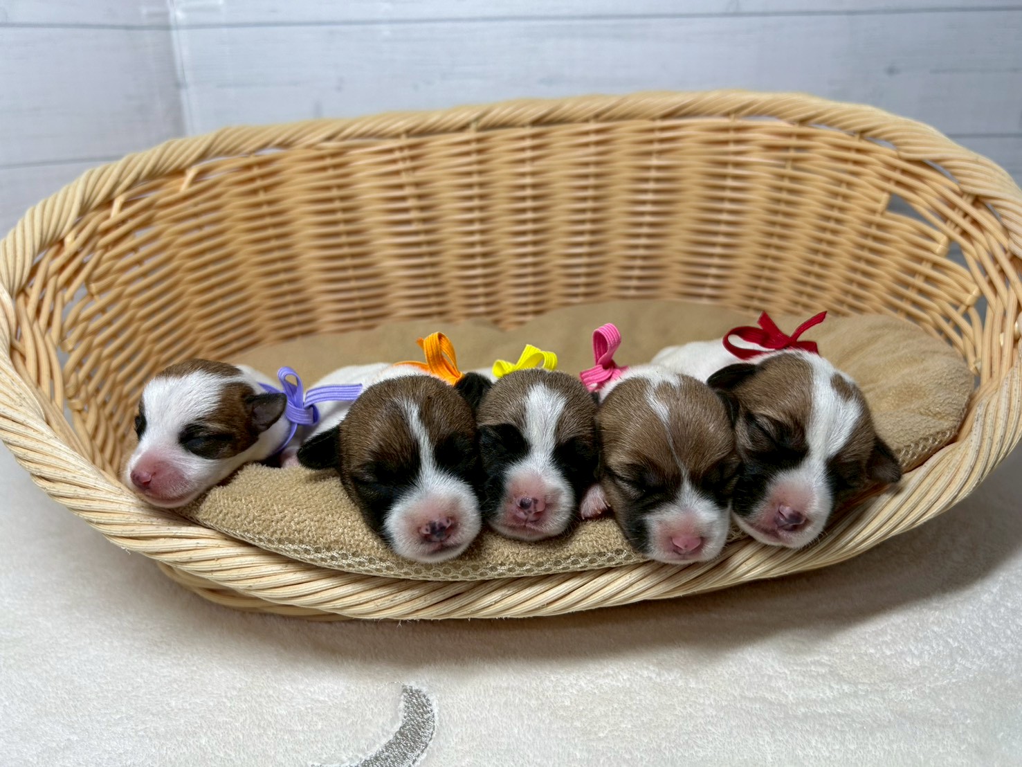 赤ちゃん写真1-3