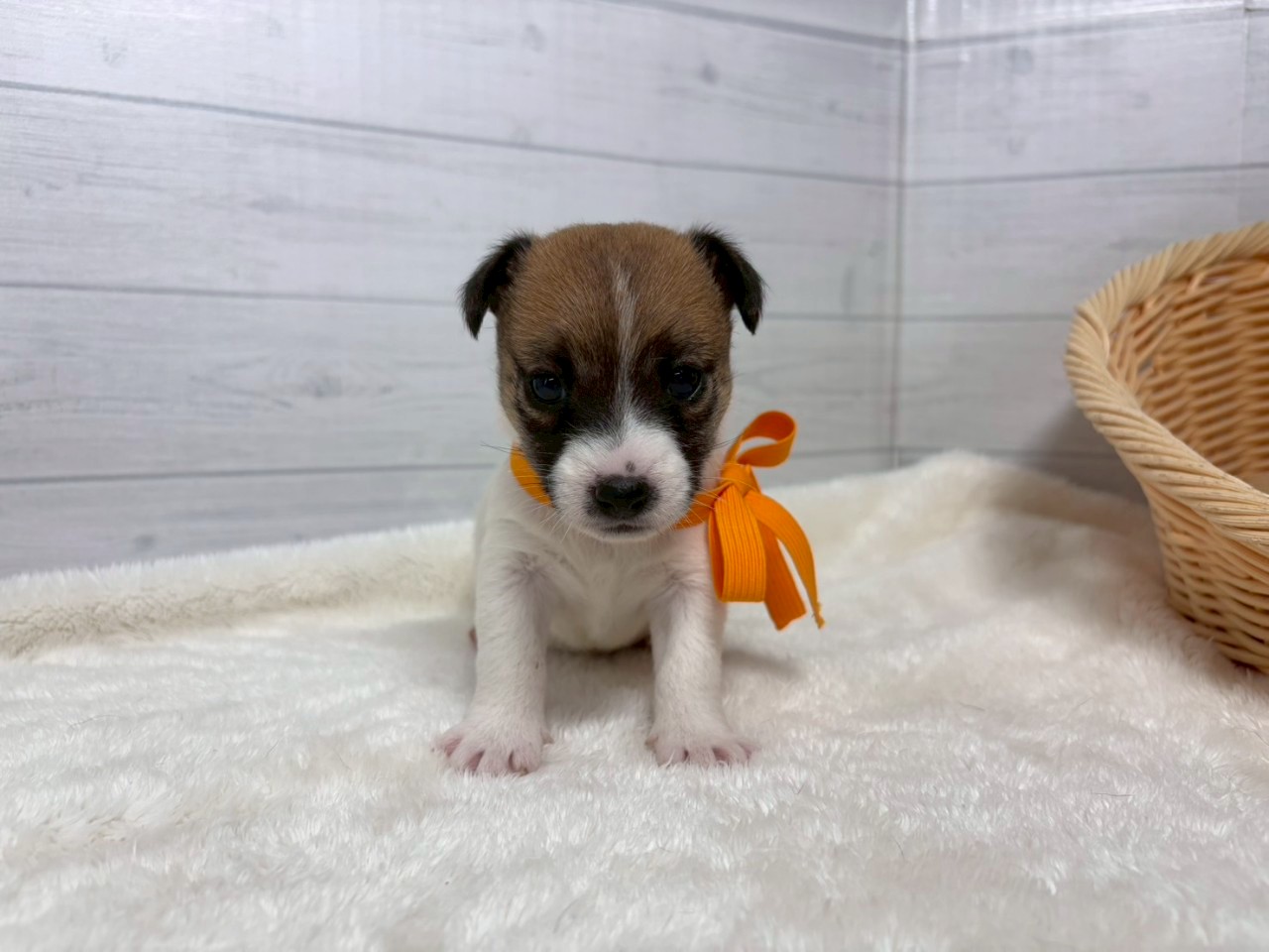 赤ちゃん写真2-1