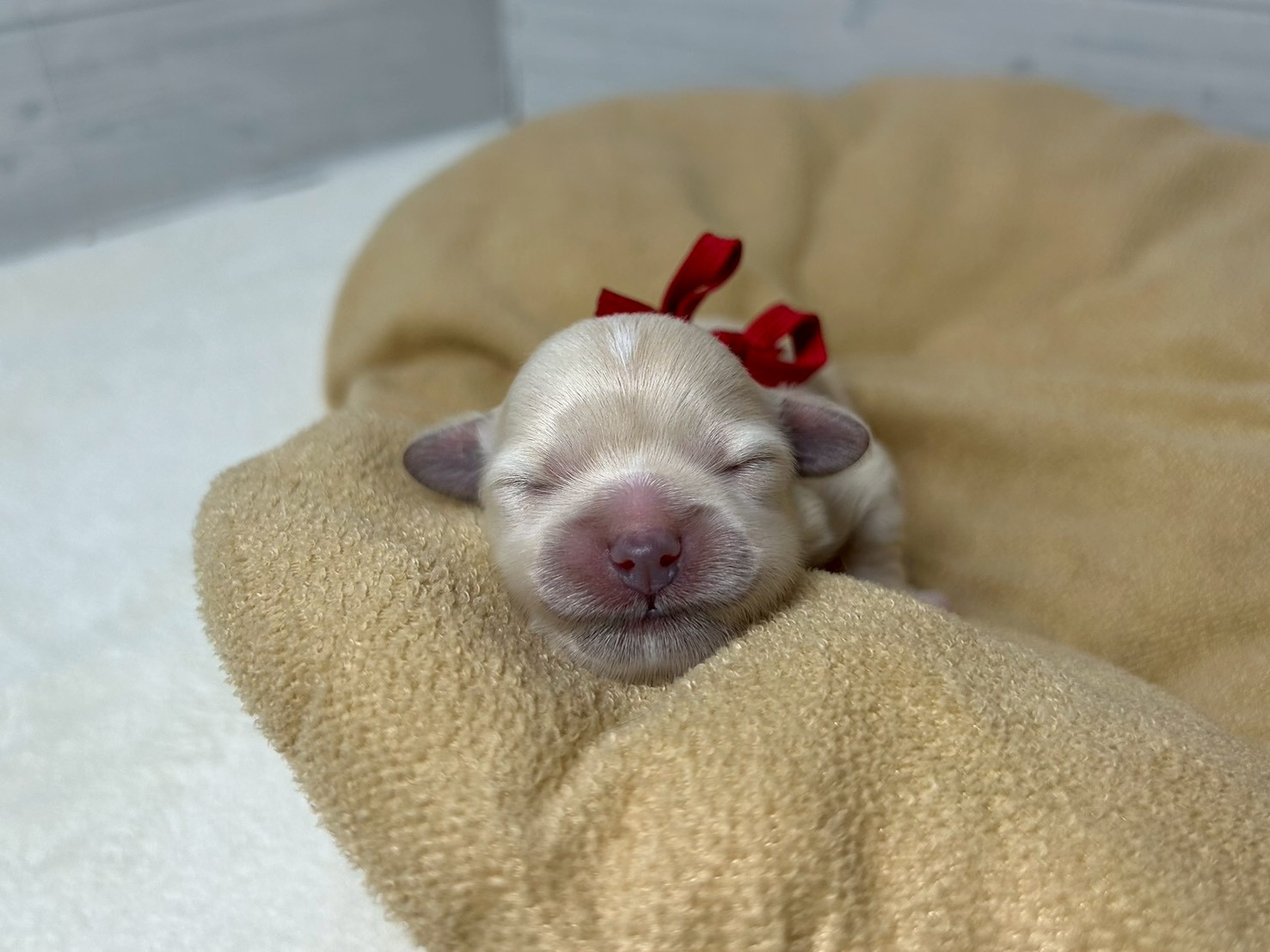 赤ちゃん写真1-1