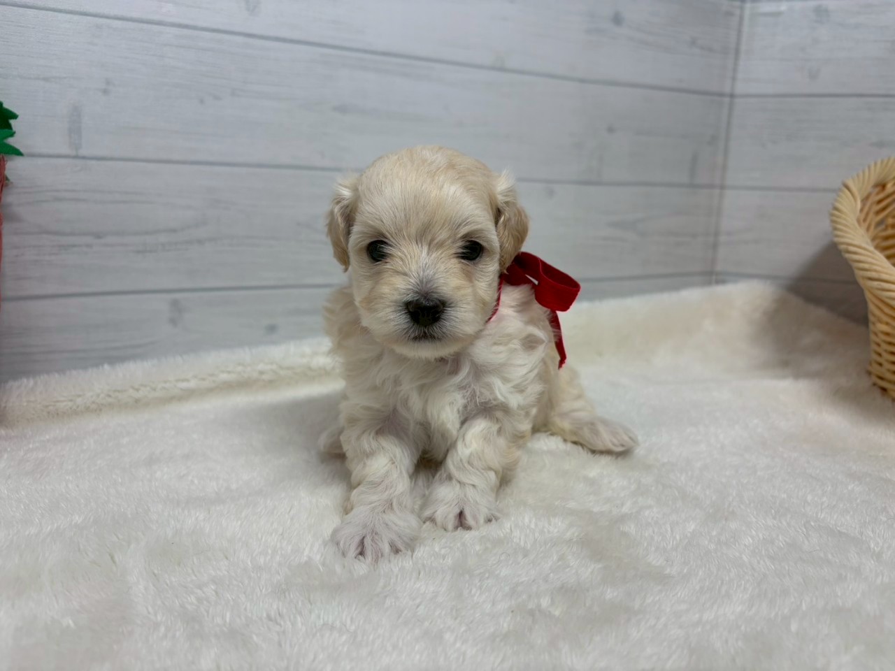 赤ちゃん写真2-1