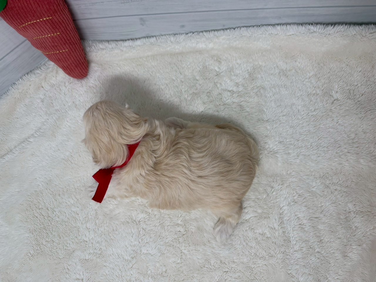 赤ちゃん写真2-3