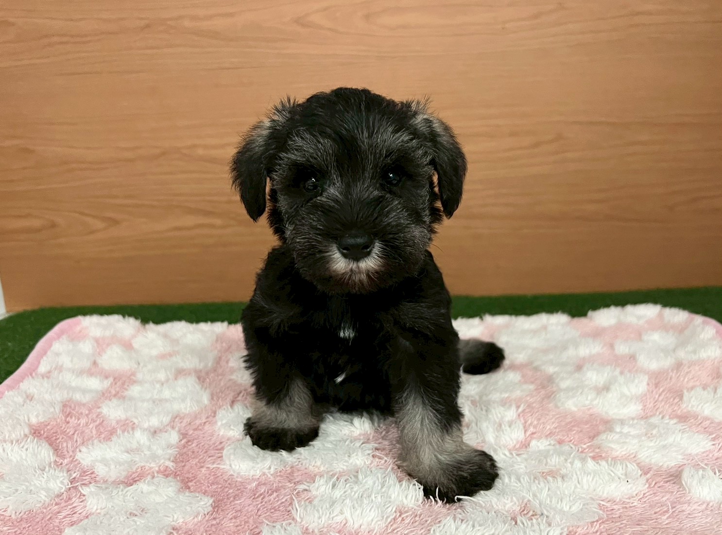 ミニチュア・シュナウザー