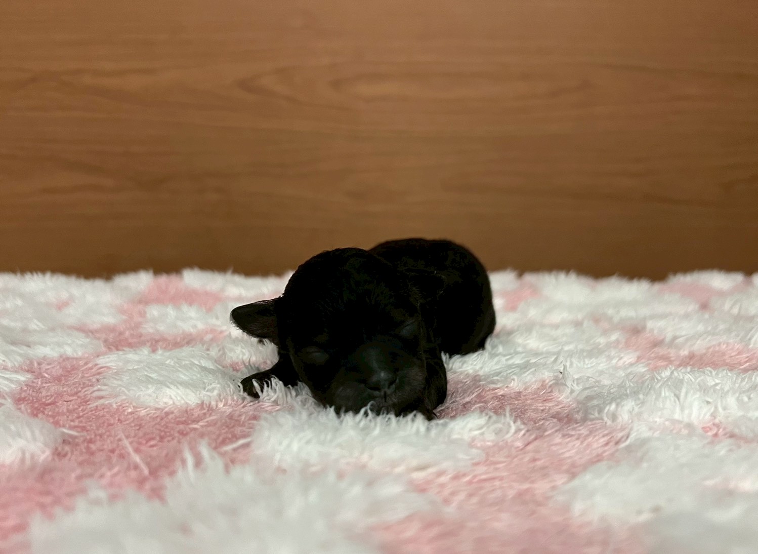 アイリッシュウルフハウンド