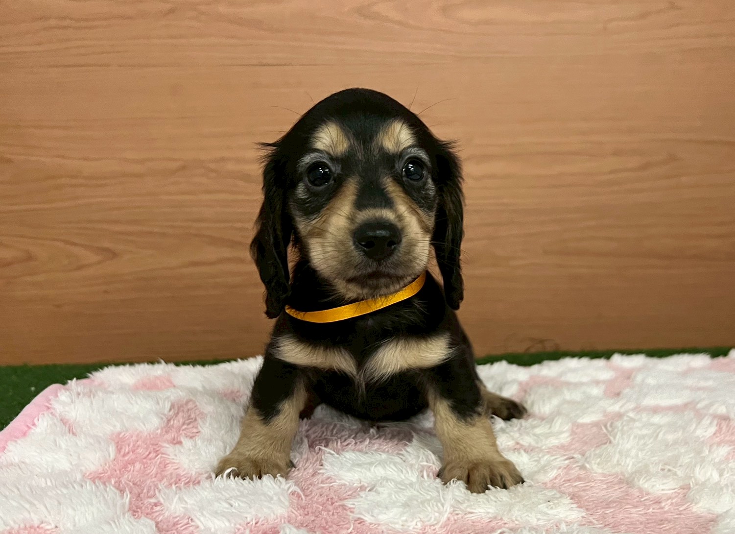 ミニチュア・ダックスフンド