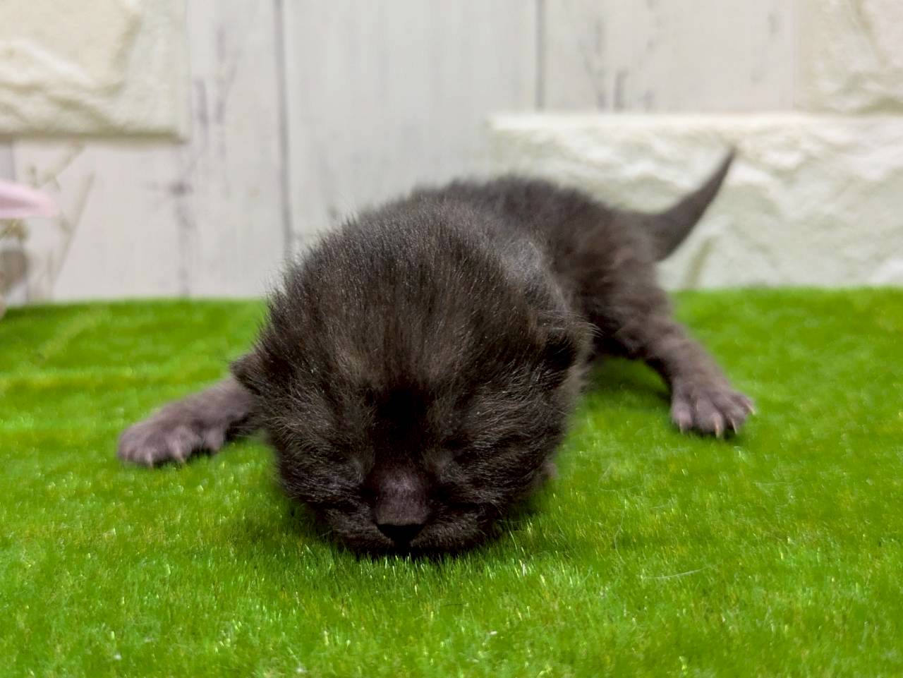 赤ちゃん写真1-1