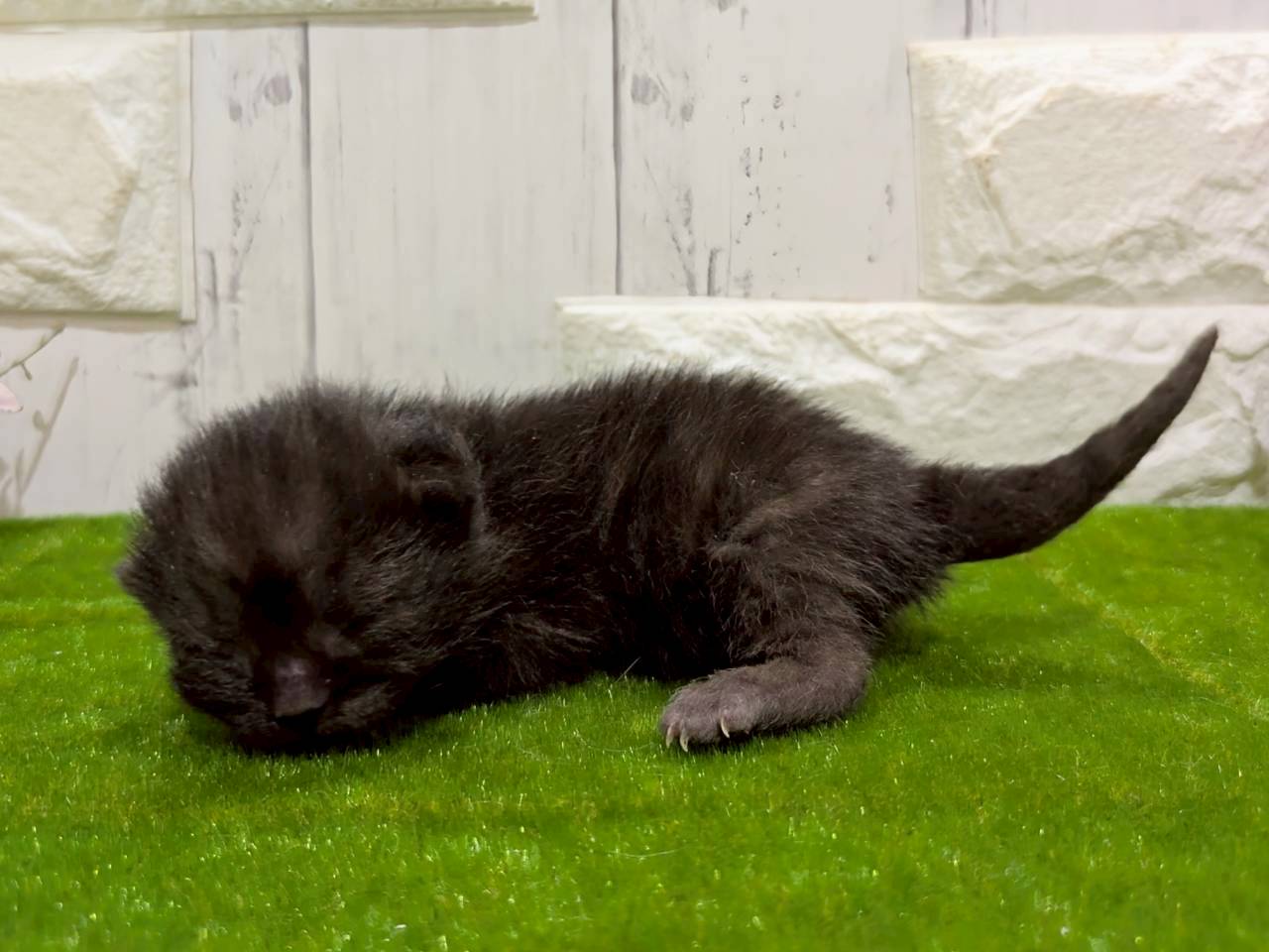 赤ちゃん写真1-2