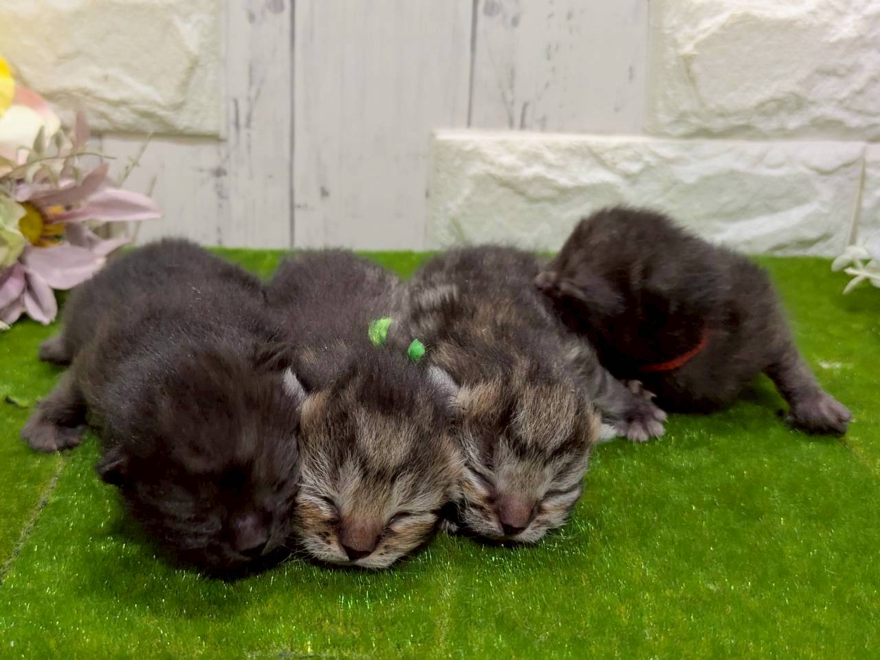 赤ちゃん写真1-3