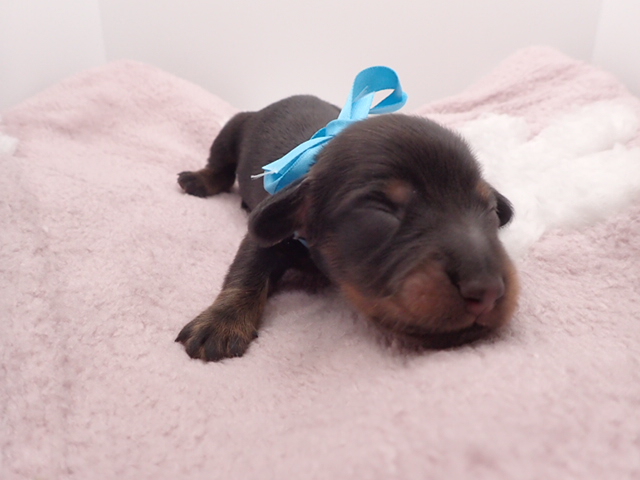 ミニチュア・ダックスフンド