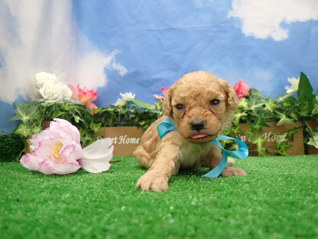 トイ・プードル