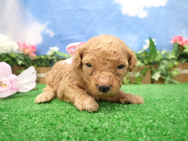 赤ちゃん写真2-1