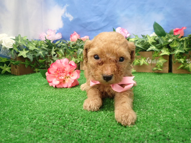 赤ちゃん写真3-1