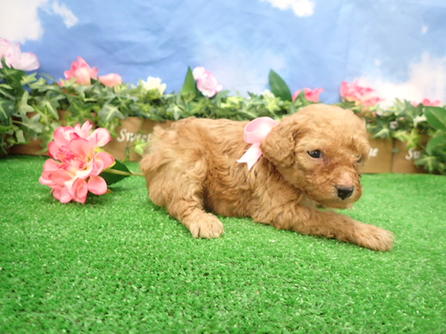 赤ちゃん写真3-2