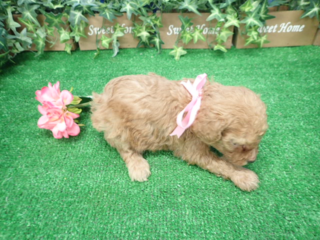 赤ちゃん写真3-3