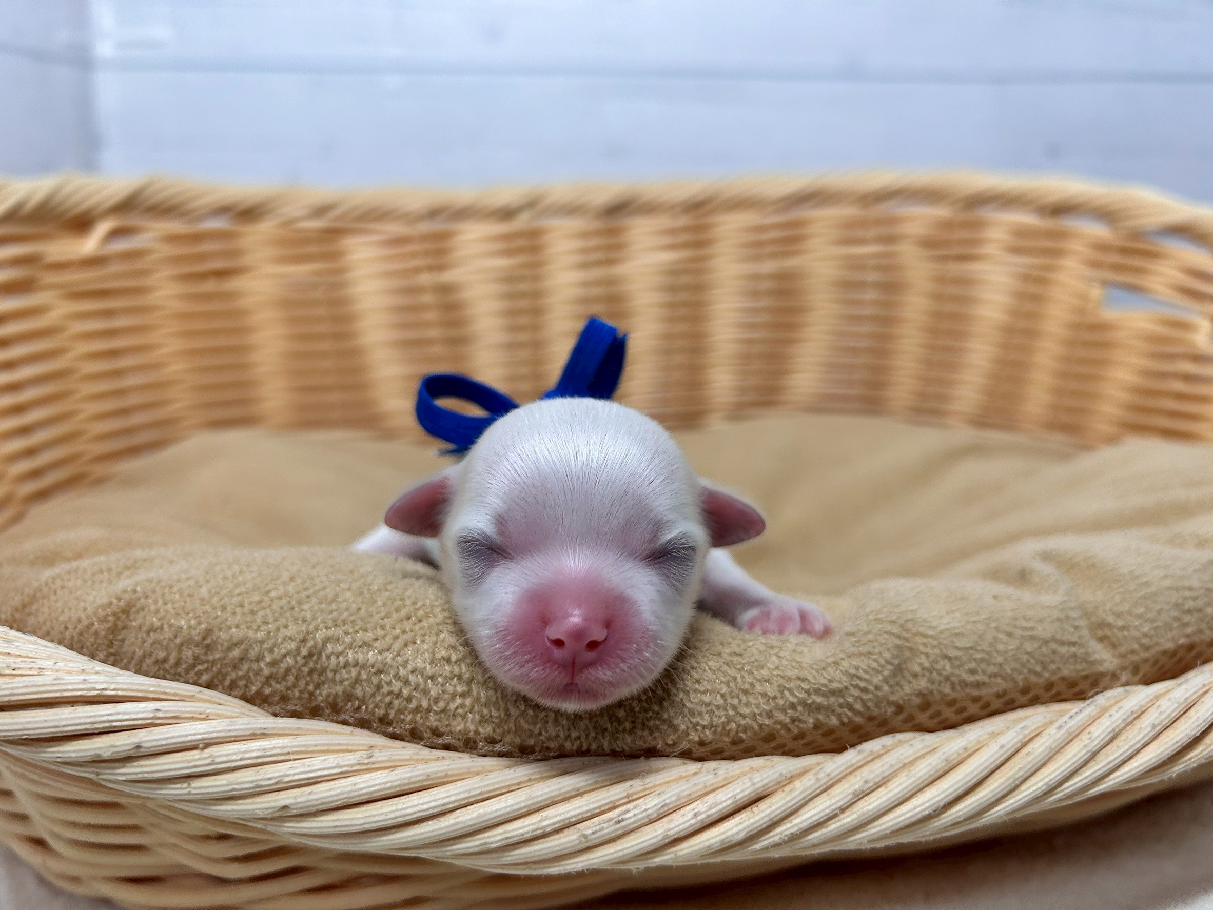 赤ちゃん写真1-1