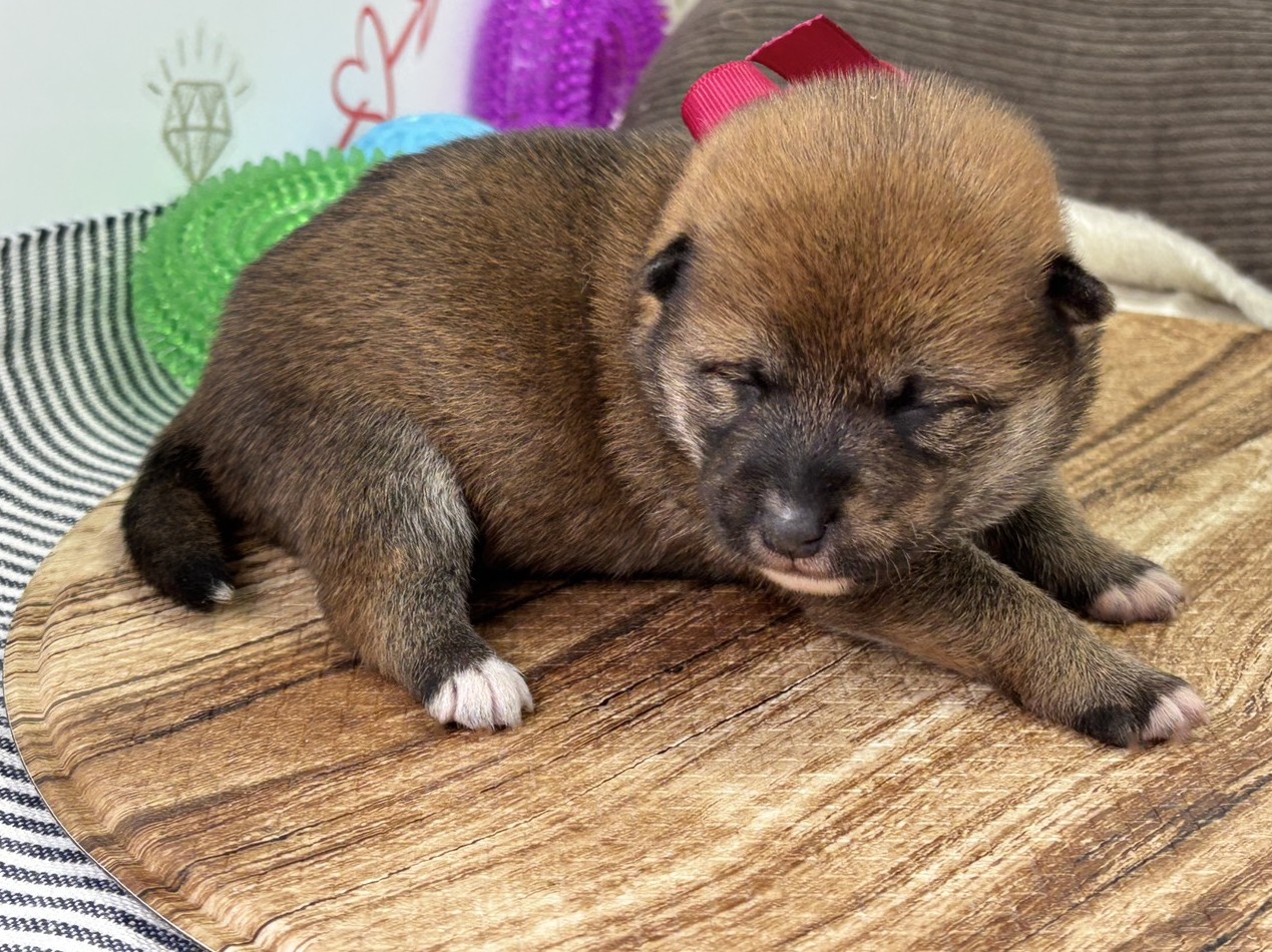 赤ちゃん写真1-2