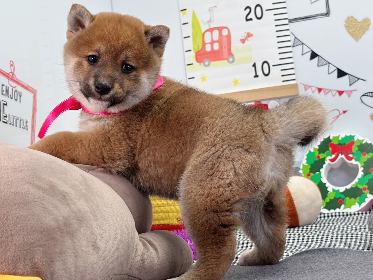 赤ちゃん写真2-2