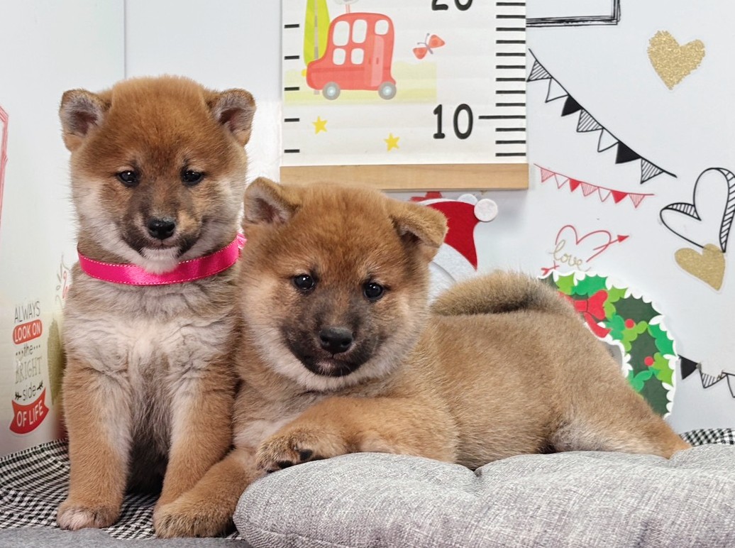 赤ちゃん写真2-3