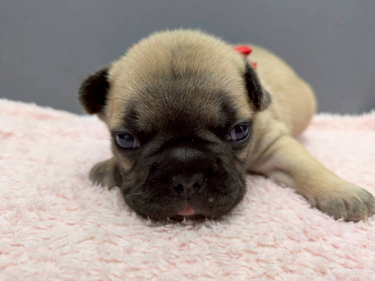 フレンチブルドッグ