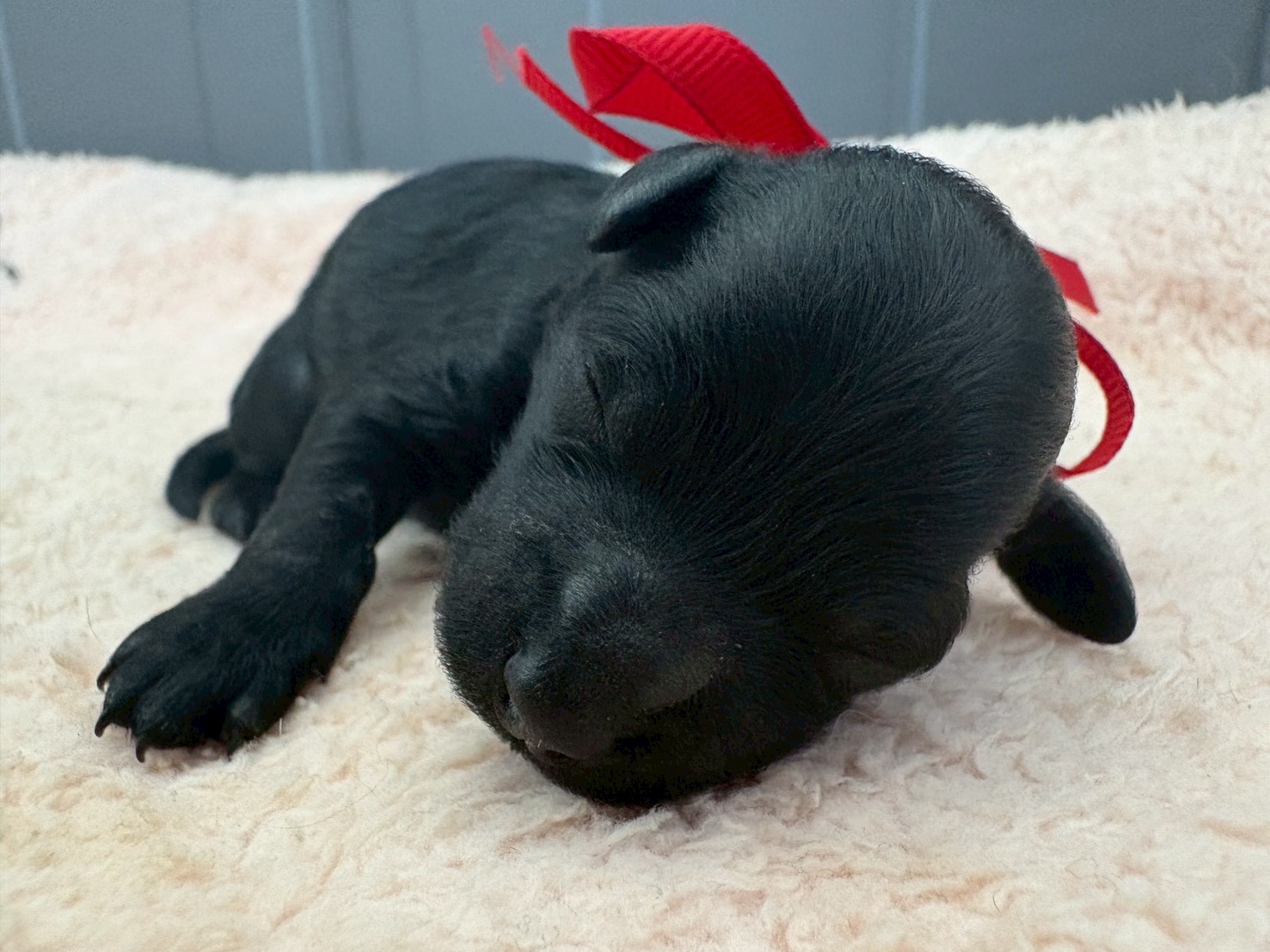 トイ・プードル