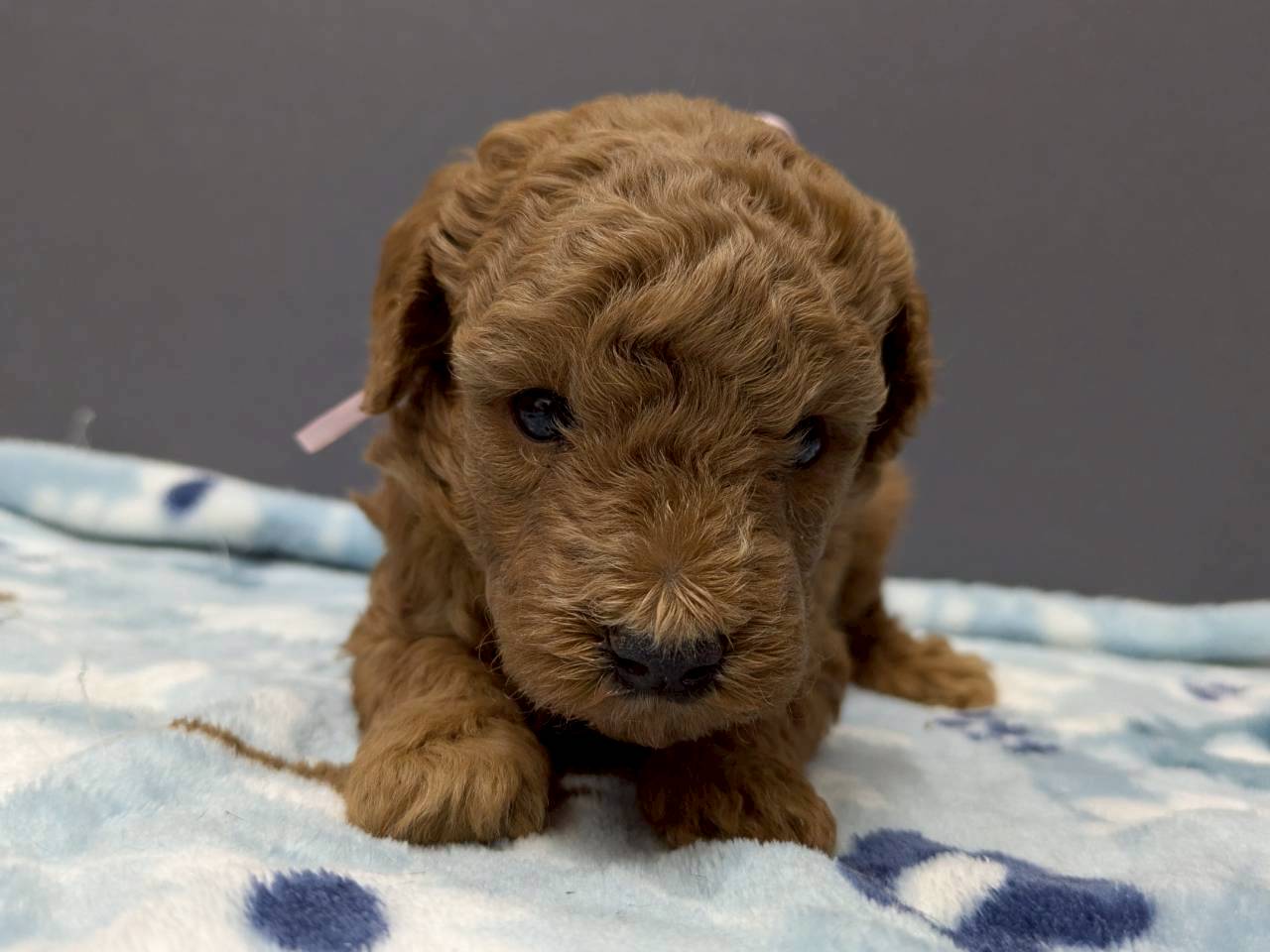 トイ・プードル