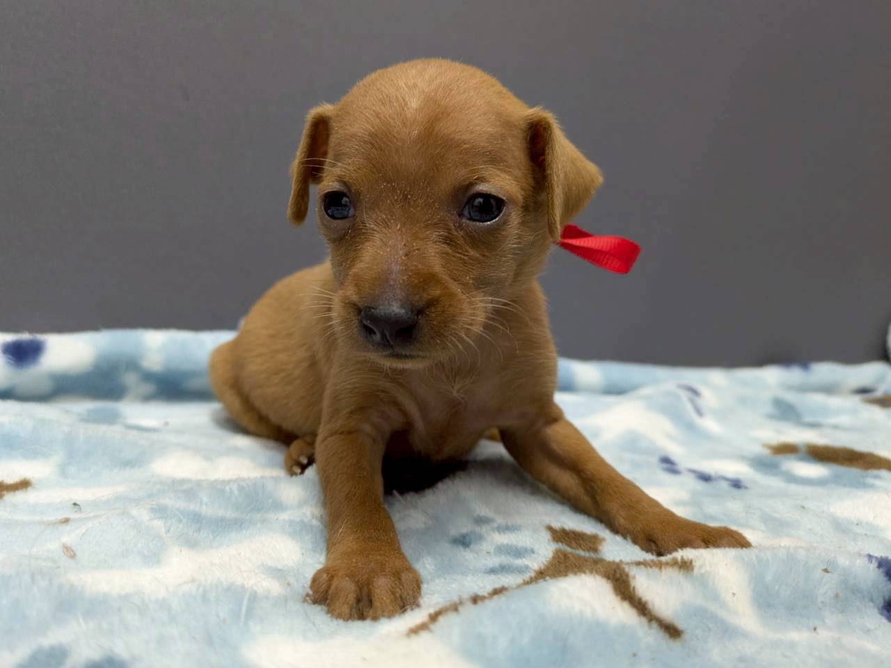 ミニチュア・ピンシャー