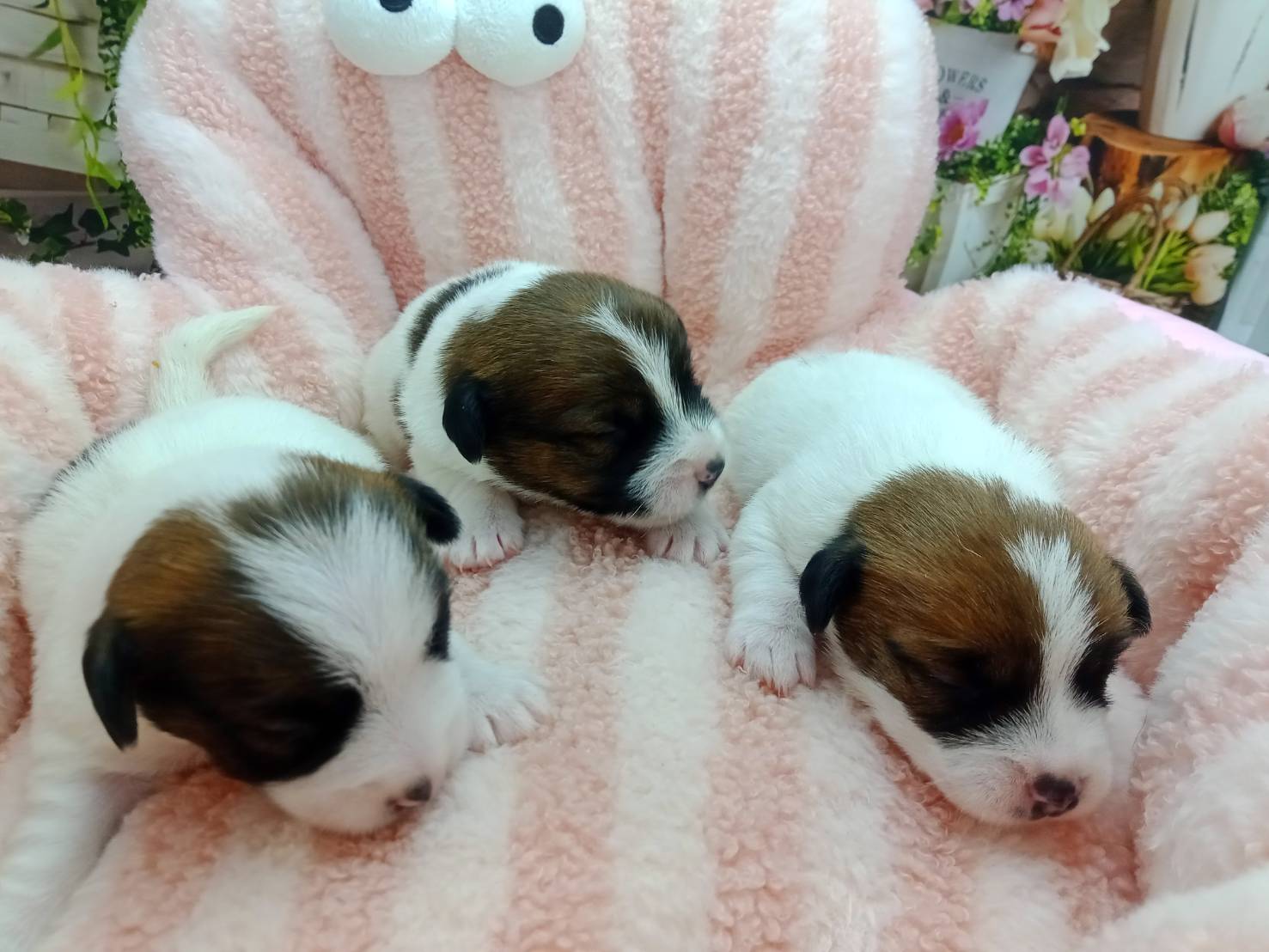 赤ちゃん写真1-3