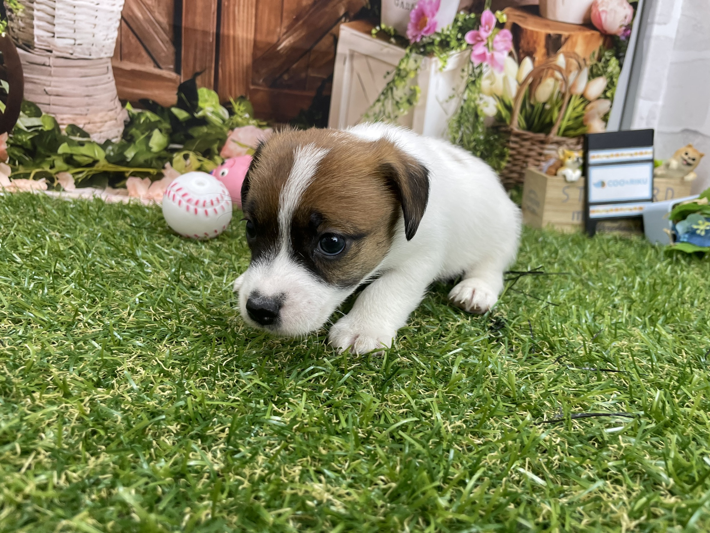 赤ちゃん写真2-2