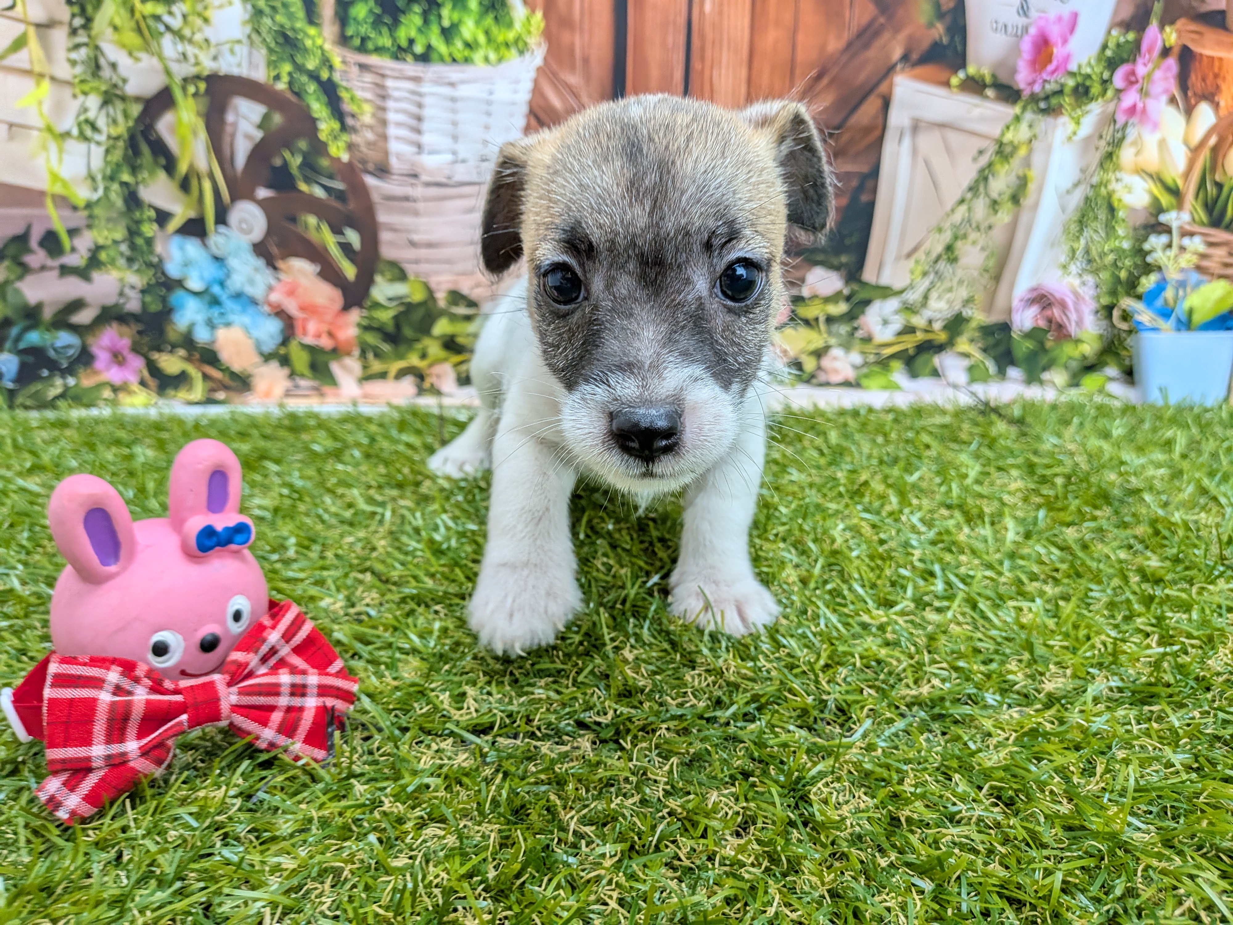 ジャックラッセルテリア