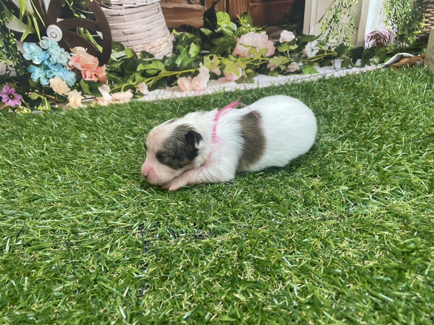 赤ちゃん写真1-2