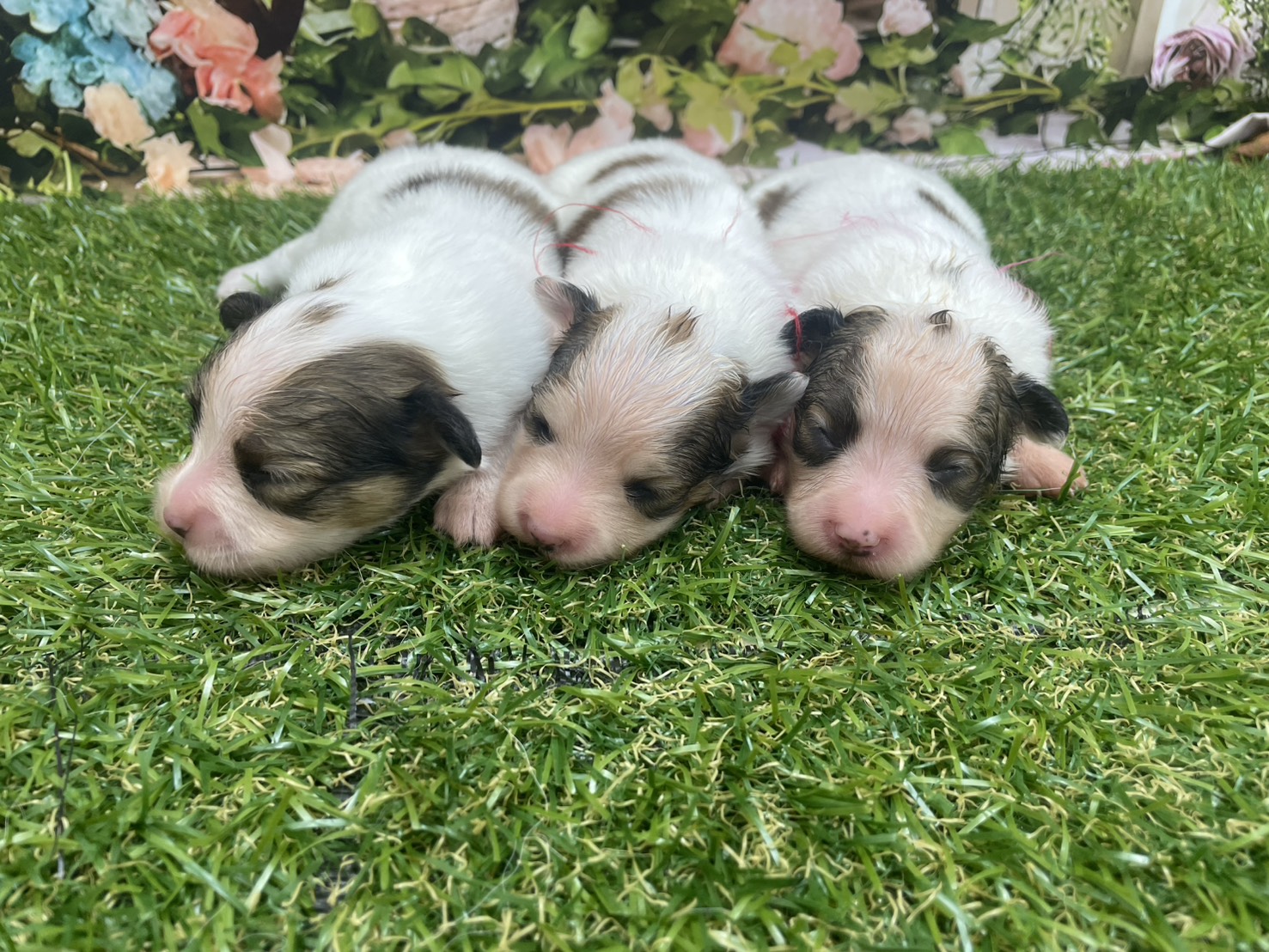 赤ちゃん写真1-3