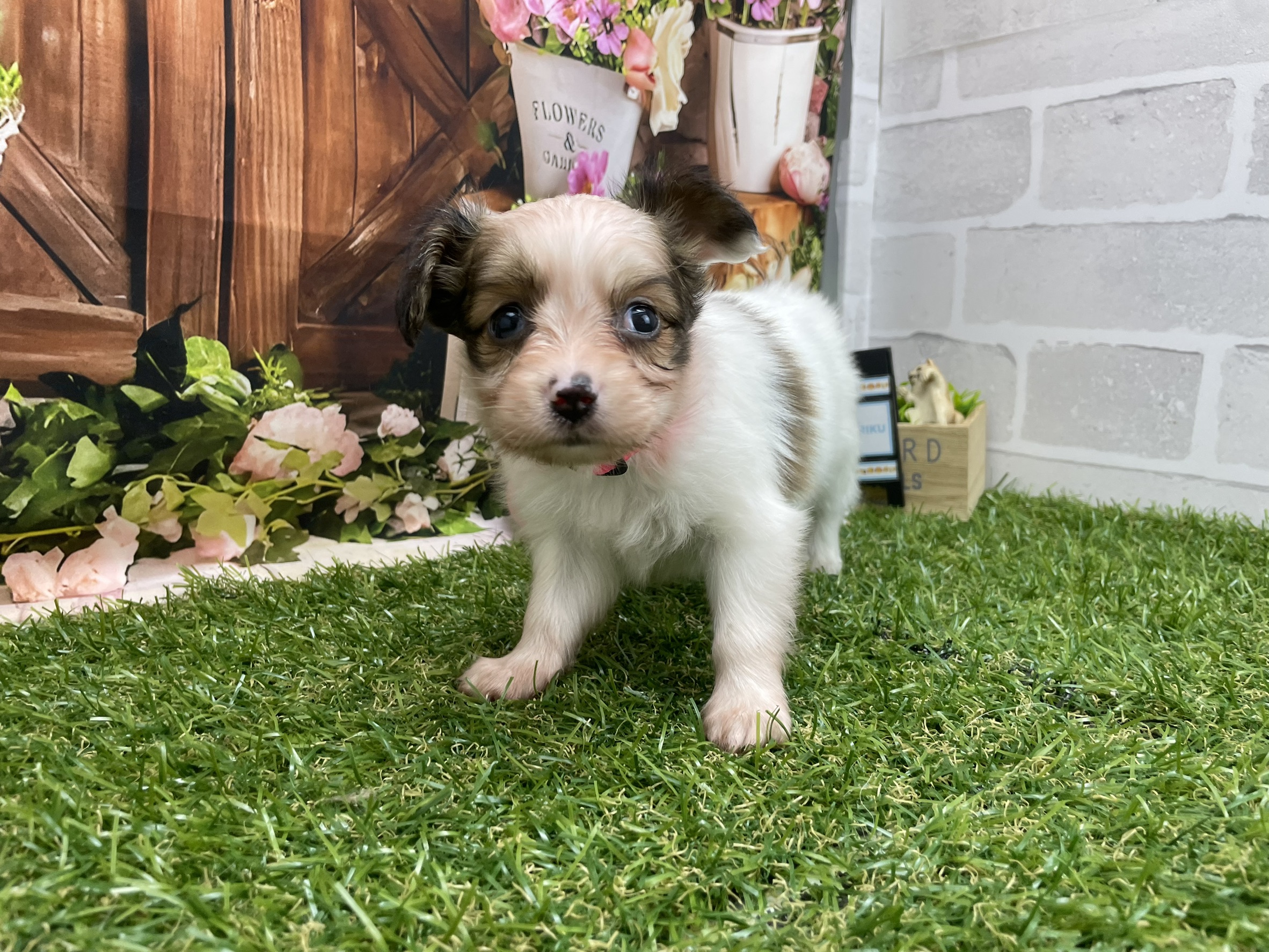 赤ちゃん写真2-1