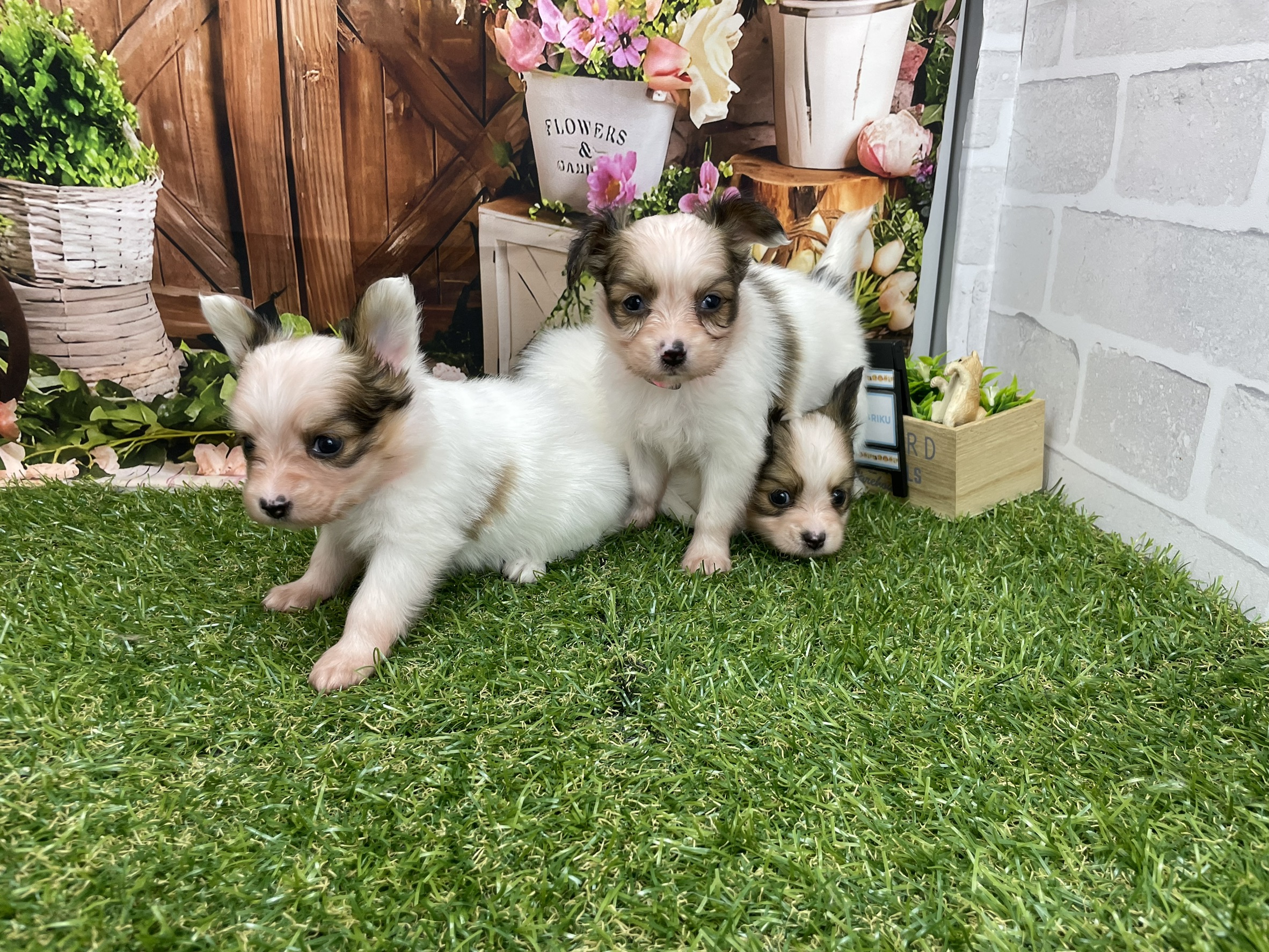 赤ちゃん写真2-3