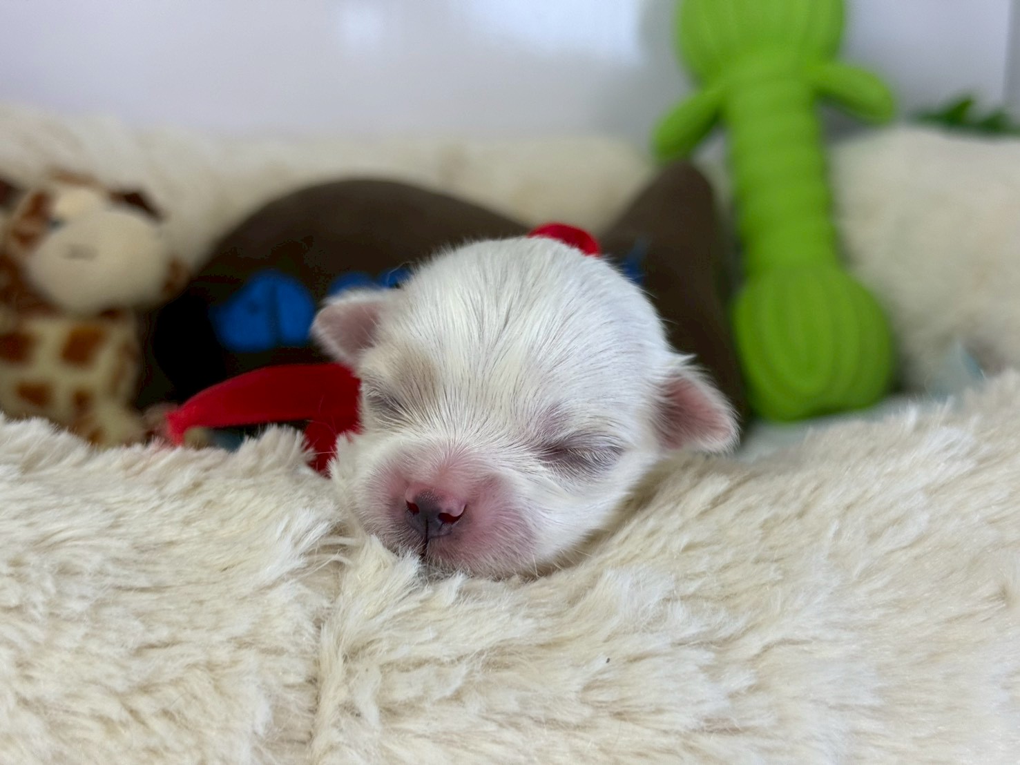 赤ちゃん写真1-1