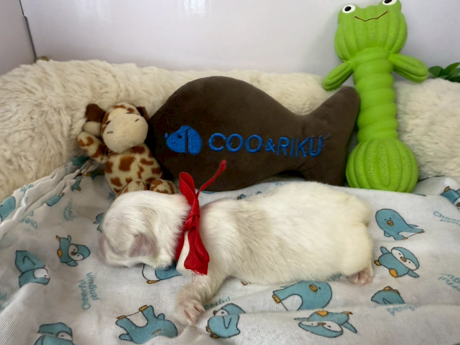 赤ちゃん写真1-2