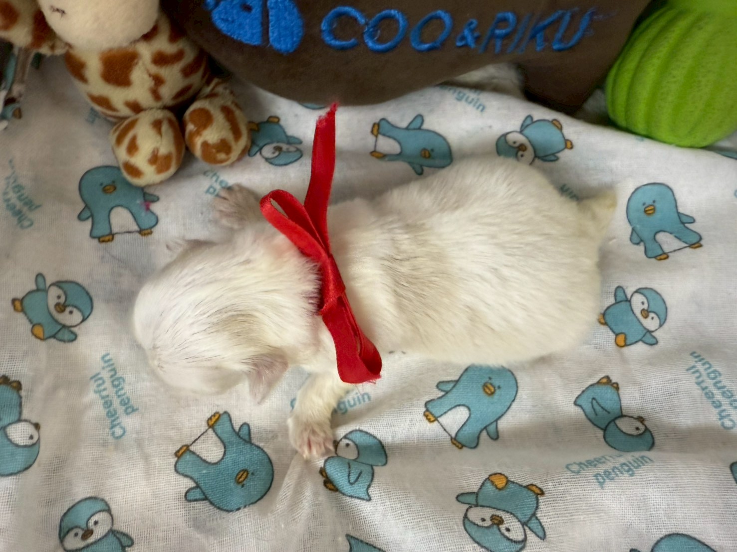 赤ちゃん写真1-3