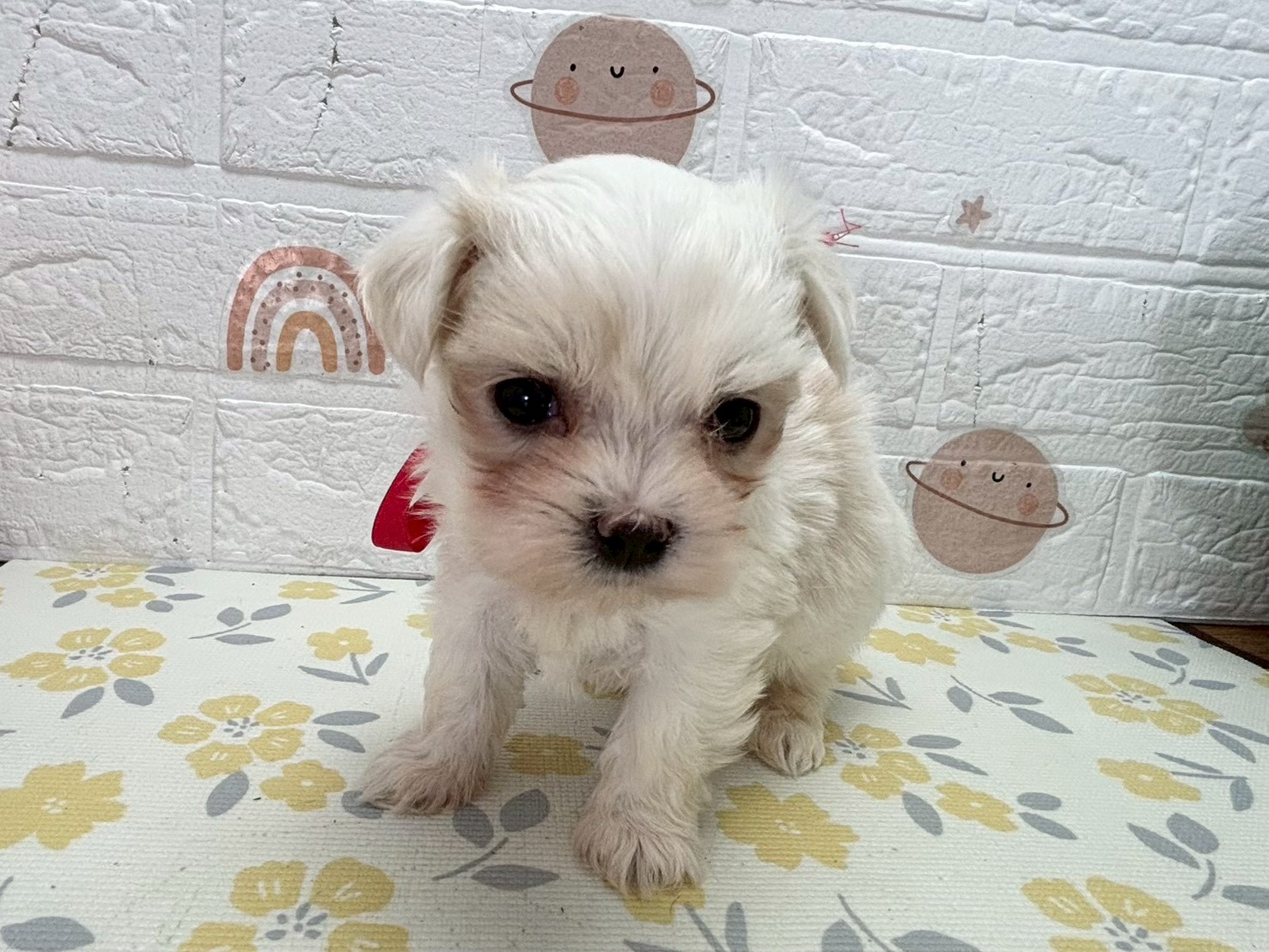 赤ちゃん写真3-1