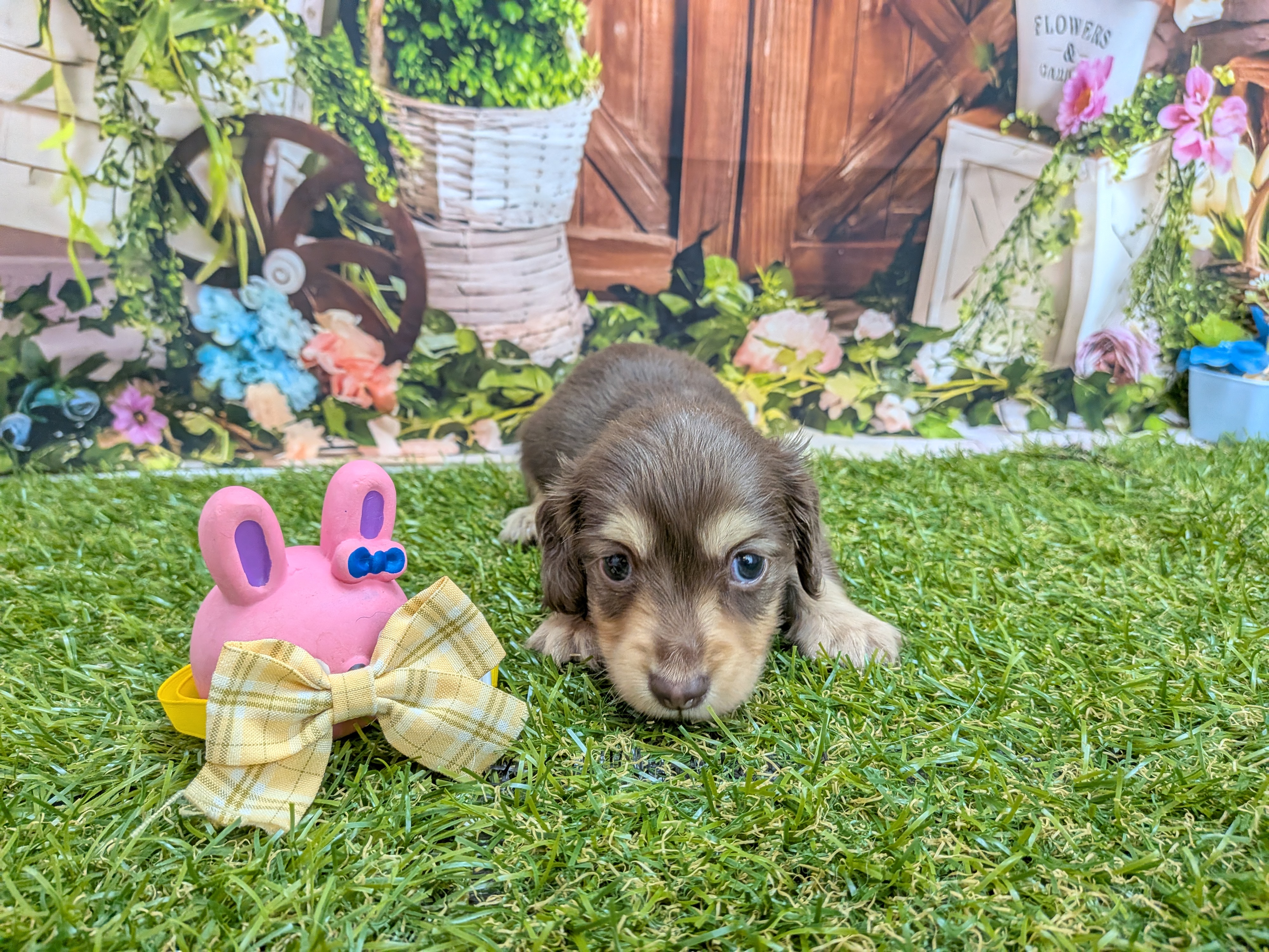 カニンヘンダックスフンド